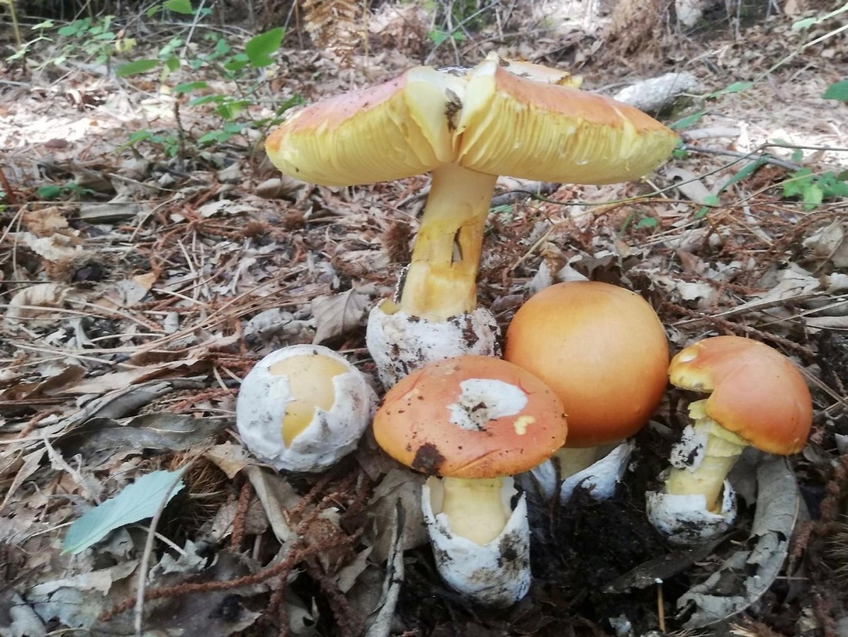 Ávila province hosts 27th course on local mushrooms with guided routes