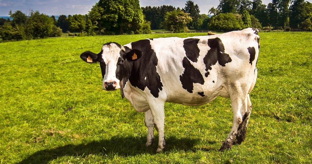 Agriculture ministry allocates nearly €1.2 million in aid for fertilisers and animal health to Asturias